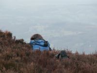 Black Grouse Counts